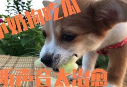 吃瓜改成吃狗的名字,揭秘吃狗背后的故事与争议