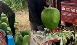 西宁吃瓜大爷,揭秘城市生活百态