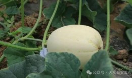 圆脆瓜直接吃吗怎么吃,直接享用还是创意烹饪？