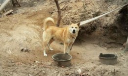 土狗吃瓜吃糖图片,萌态十足！