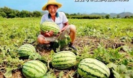 康平路椒江吃瓜,夏日吃瓜盛宴，畅享清凉时光