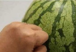 吃瓜群众挑瓜方法