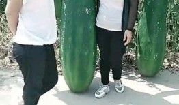 吃瓜情感类,揭秘娱乐圈的甜蜜与苦涩