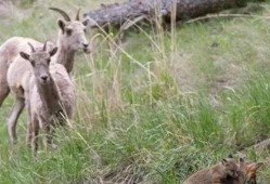 吃瓜小懒羊,揭秘娱乐圈的轻松趣事