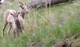 吃瓜小懒羊,揭秘娱乐圈的轻松趣事