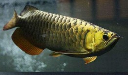 龙鱼吃角瓜,揭秘角瓜成为龙鱼新宠的秘密