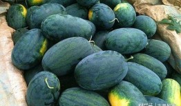 黑料社网红精品吃瓜,揭秘娱乐圈幕后真相