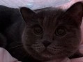 小猫可以吃贝贝瓜吗,宠物饮食指南