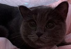 小猫可以吃贝贝瓜吗,宠物饮食指南