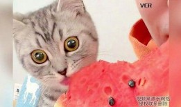 猫猫吃瓜网,揭秘娱乐圈那些不为人知的幕后故事