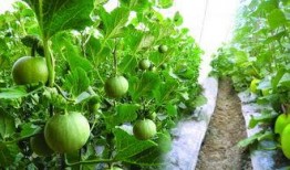 孕妇可以吃丰收瓜