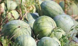 瓜能用来怎么吃,尽享夏日清凉美食之旅