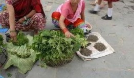 尼泊尔吃瓜视频,趣味横生的民俗风情