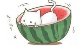 瓜吃球球,一场别开生面的互动游戏体验