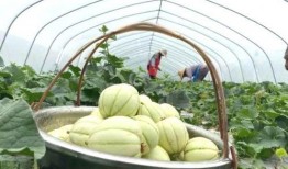 亭林雪瓜怎么吃减肥