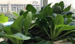 阳台一家人吃瓜,一家人的温馨时光