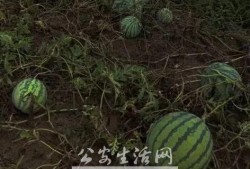 吃瓜群众能当采瓜大盗吗