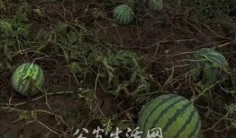 吃瓜群众能当采瓜大盗吗