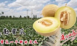 梦见别人吃蜜瓜,揭秘梦中蜜瓜的甜蜜寓意