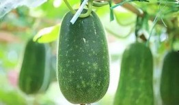 三伏吃三瓜三瓜是哪三瓜