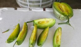 吃瓜爆料蘑菇,吃瓜爆料蘑菇带你探秘明星幕后故事