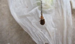 吃瓜叶子的飞虫,揭秘吃瓜叶子的神秘世界