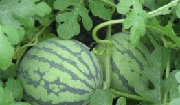 孕妇可以吃瓢瓜吗,瓢瓜的安全性及食用建议