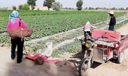 农村吃瓜群众来了