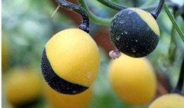 吃吊瓜什么好处,揭秘吃吊瓜的五大益处