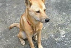 土狗吃瓜吃糖图片,萌态十足！