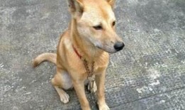 土狗吃瓜吃糖图片,萌态十足！