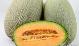 新屋吃哈密瓜,哈密瓜香满园