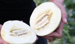 吃蜜瓜而死,探寻甜蜜背后的悲剧真相