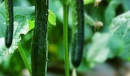 吃瓜日常最新,揭秘娱乐圈幕后真相，带你领略明星们的真实生活