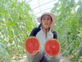 吃小吊瓜好吗