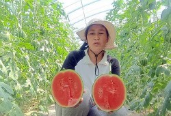 吃小吊瓜好吗