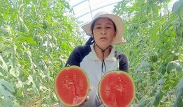吃小吊瓜好吗