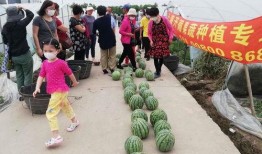 湄潭吃瓜群众,吃瓜群众的欢乐盛宴