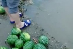 在河边吃瓜,品味瓜果，悠然自得