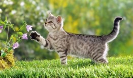 猫吃大瓜,揭秘猫吃大瓜的趣味瞬间