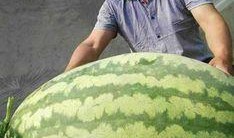 吃瓜重3斤,揭秘那颗重达3斤的神奇瓜果