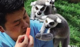 动物吃瓜合集,一场别开生面的美食之旅