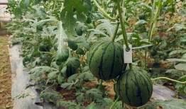 五一51吃瓜,51吃瓜盛宴！