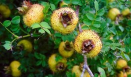 刺梨吃瓜书亦做法,探寻传统美食与现代创新的交融之旅