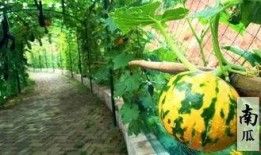 鲁山之窗吃瓜直播,吃瓜直播带你领略民间趣味