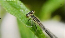 瓜哥吃瓜昆虫图片,昆虫世界里的美食奇观