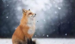 狐狸吃不吃瓜,揭秘狐狸与瓜的奇妙关系