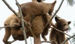 小熊上树吃瓜版,趣味盎然的森林冒险记