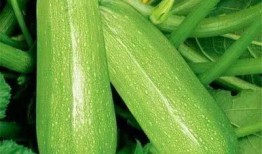 吃瓜小小,揭秘娱乐圈背后的那些事儿