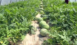 江门最新吃瓜事件视频,视频揭秘惊人真相！